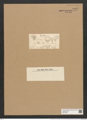 Licmophora paradoxa var. australis (Kuetz.) Grun. (de-Toni-Nr.: Genus 86, Species 2970) Zeichnungen Sammlung Grunow Nr. 6032 (NHMW-BOT-W0374535)